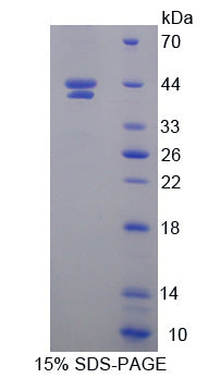 Figure 1. SDS-PAGE