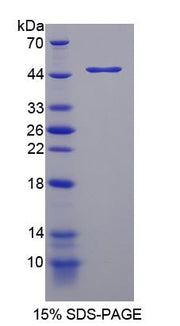 Figure 1. SDS-PAGE