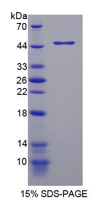 Figure 1. SDS-PAGE