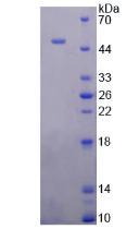 Figure 2. SDS-PAGE