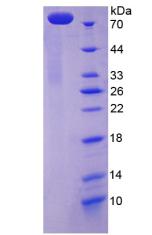 Figure 2. SDS-PAGE