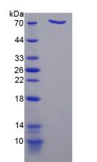 Figure 2. SDS-PAGE