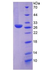 Figure 2. SDS-PAGE