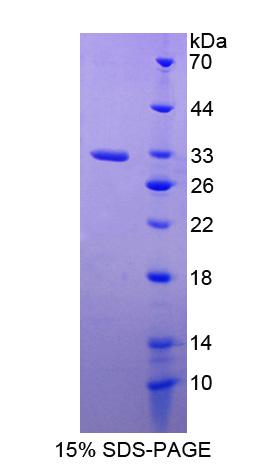 Figure 1. SDS-PAGE