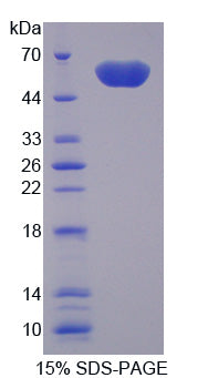 Figure 1. SDS-PAGE