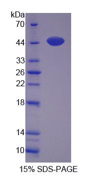 Figure 1. SDS-PAGE