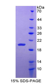 Figure 1. SDS-PAGE