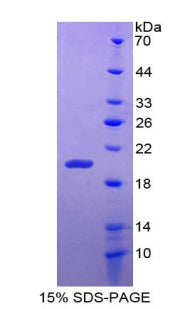 Figure 1. SDS-PAGE