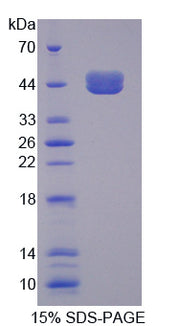 Figure 1. SDS-PAGE