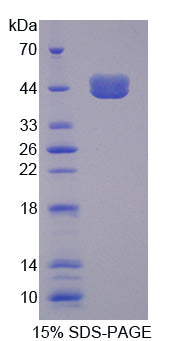 Figure 1. SDS-PAGE