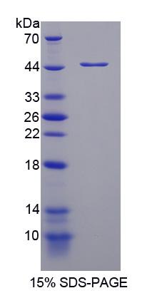 Figure 1. SDS-PAGE