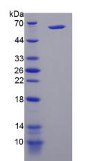 Figure 3. SDS-PAGE