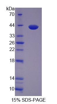 Figure 1. SDS-PAGE