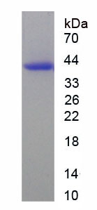 Figure 1. SDS-PAGE