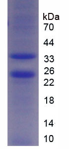 Figure 3. SDS-PAGE