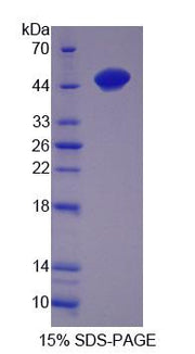 Figure 1. SDS-PAGE