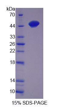 Figure 1. SDS-PAGE
