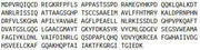 Recombinant Transketolase (TKT), RPU53234