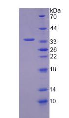 Figure 2. SDS-PAGE