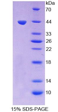 Figure 1. SDS-PAGE