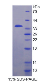 Figure 1. SDS-PAGE