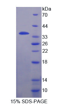 Figure 1. SDS-PAGE