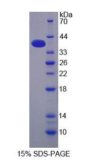 Figure 1. SDS-PAGE