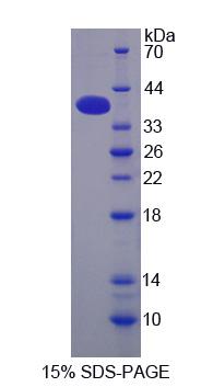 Figure 1. SDS-PAGE