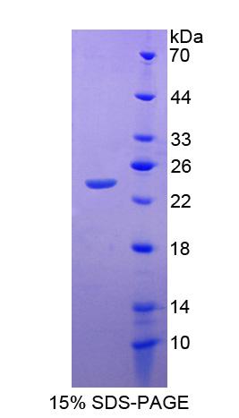 Figure 1. SDS-PAGE