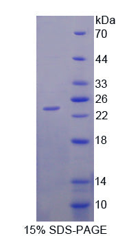 Figure 1. SDS-PAGE