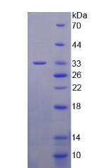 Figure 2. SDS-PAGE