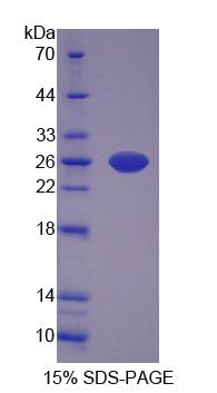 Figure 1. SDS-PAGE