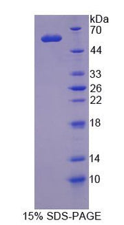 Figure 1. SDS-PAGE