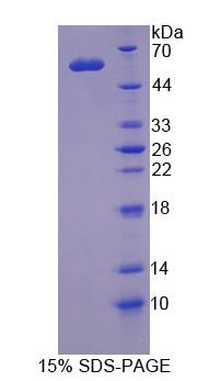Figure 1. SDS-PAGE