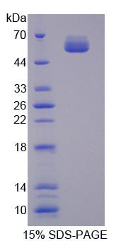 Figure 1. SDS-PAGE