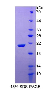 Figure 1. SDS-PAGE