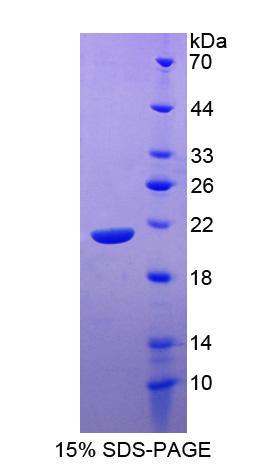 Figure 1. SDS-PAGE