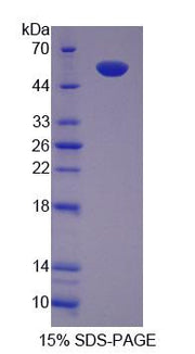 Figure 1. SDS-PAGE