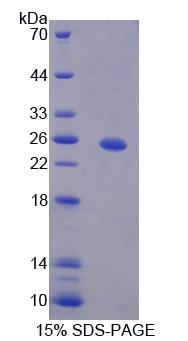 Figure 1. SDS-PAGE