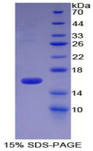 Figure 1. SDS-PAGE
