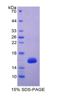 Figure 1. SDS-PAGE