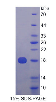 Figure 1. SDS-PAGE