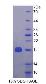 Figure 1. SDS-PAGE