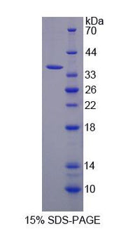 Figure 1. SDS-PAGE