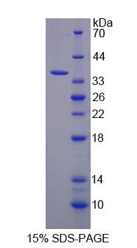 Figure 1. SDS-PAGE