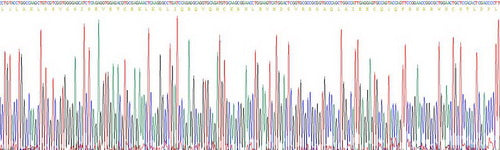 Recombinant Human Wingless Type MMTV Integration Site Family, Member 4 (WNT4)