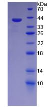 Figure 3. SDS-PAGE