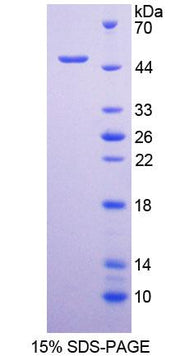 Figure 1. SDS-PAGE