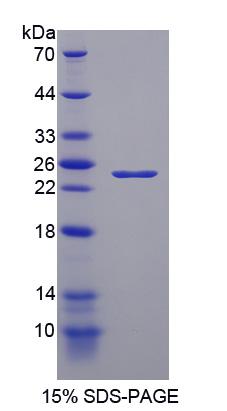 Figure 1. SDS-PAGE