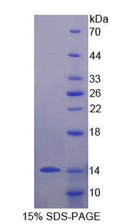 Figure 1. SDS-PAGE